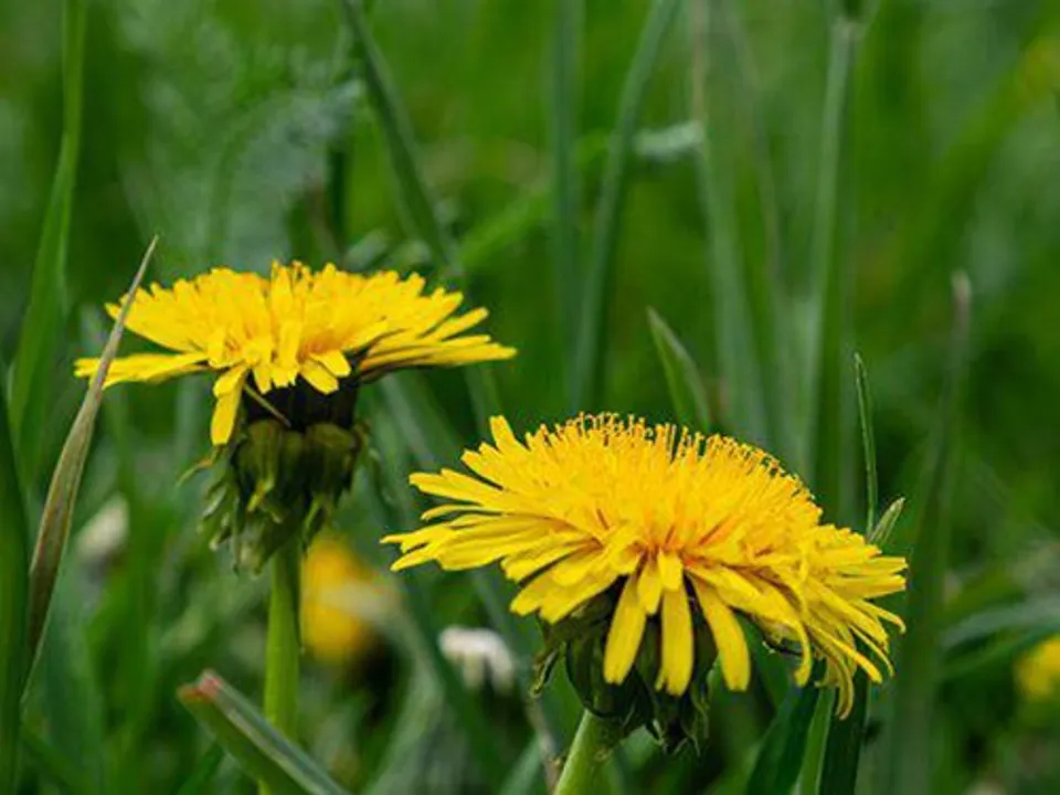 Dandelion 5138428 340